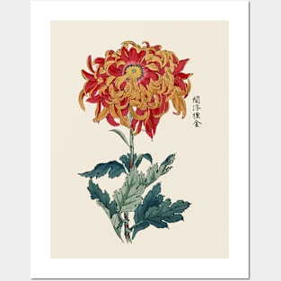 Chrysanthemum Antique Japanese Botanical Illustration Posters and Art